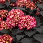 Hortenzia kalinolistá (Hydrangea macrophylla) ‘ECLIPSE’® by First Edition- výška 10-15 cm, kont. C2L 